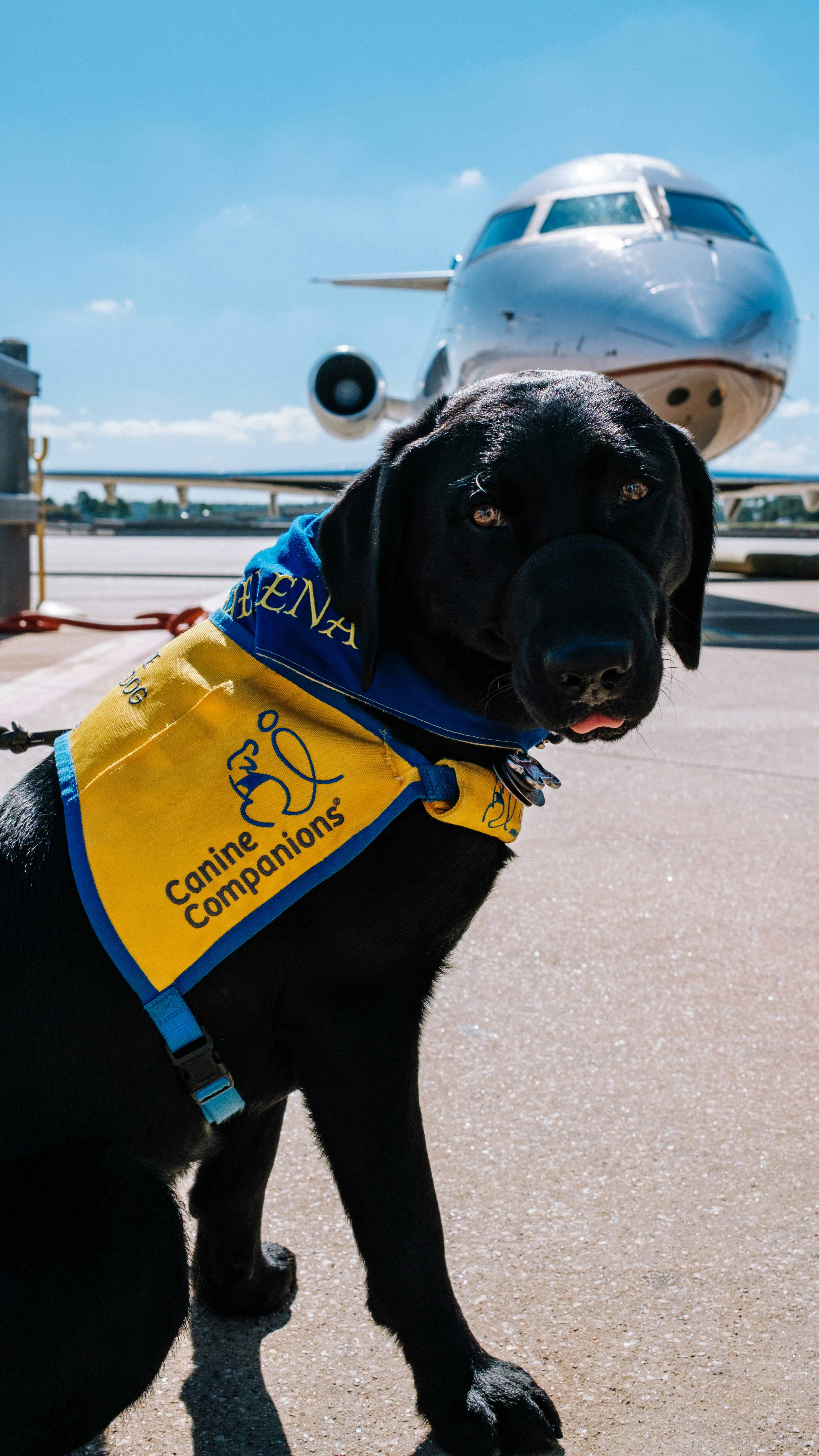 Pet travel by private aircraft