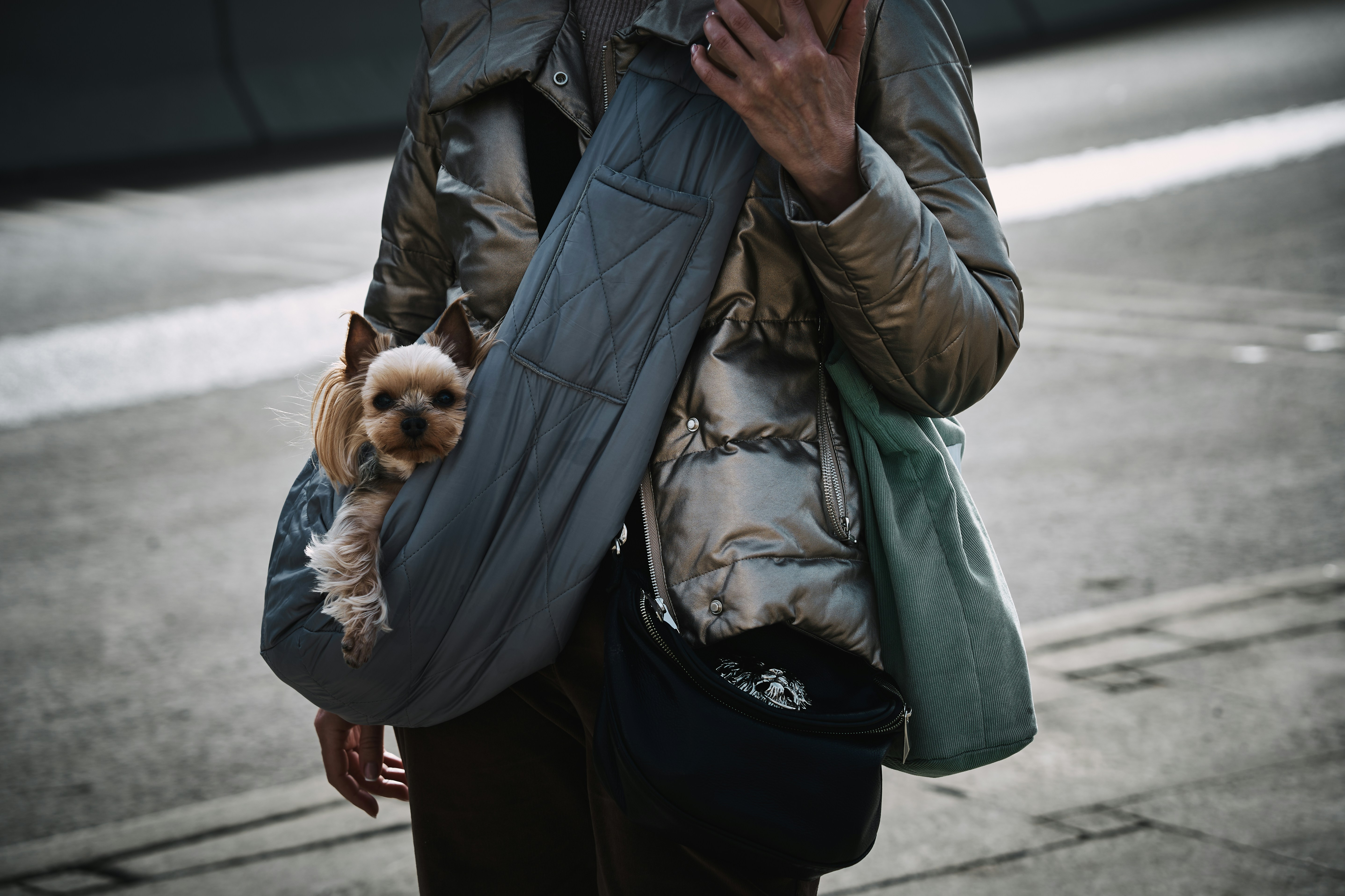 Pet travel carrier for international transport