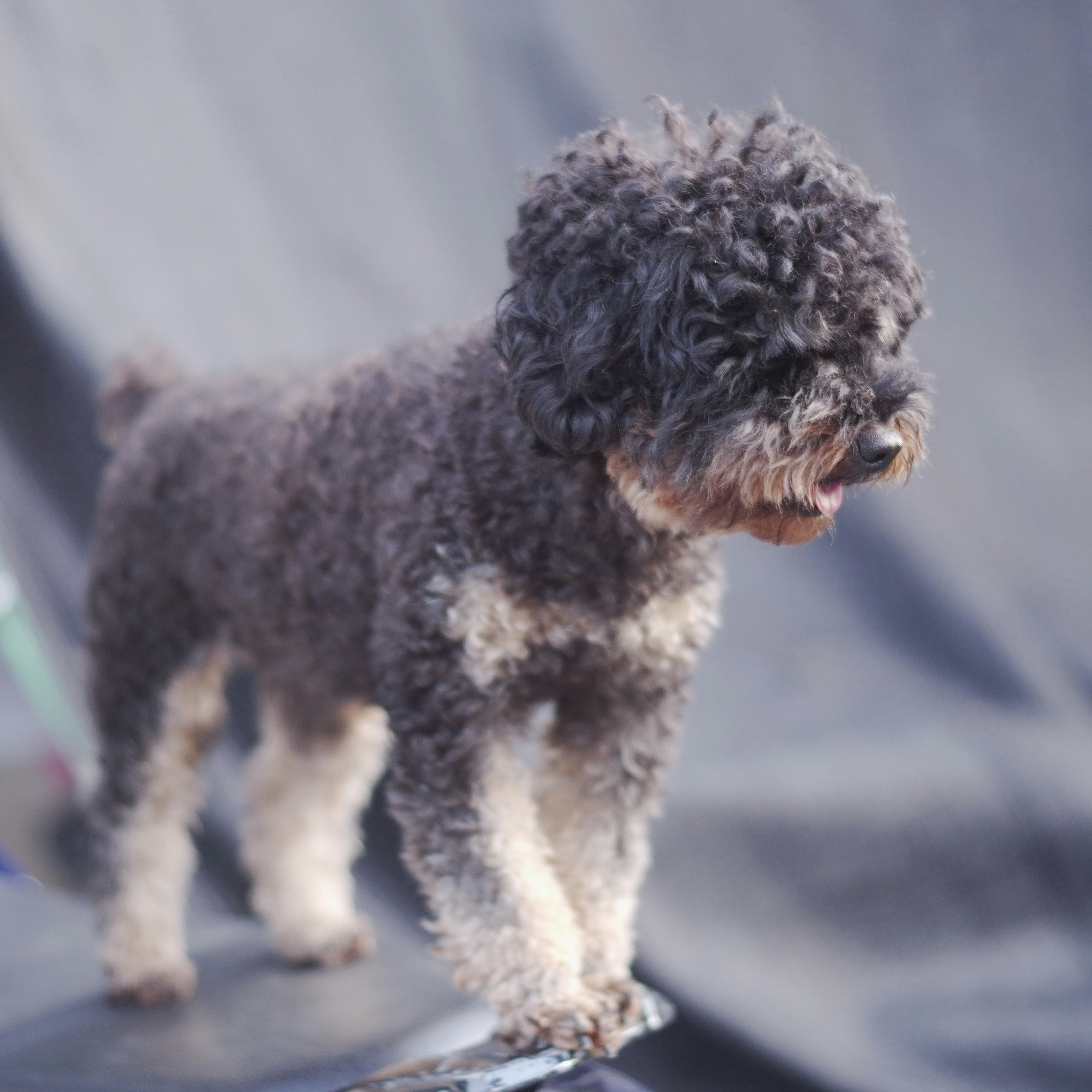 Pet travelling with luggage